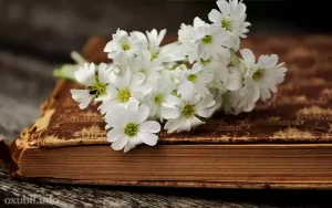 menali hekaye sevgiye aid sevgi hekayesi