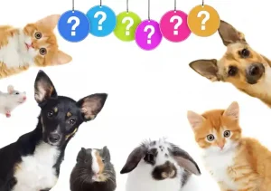 tapmaca ve cavablari azerbaycan,heyvanlara aid tapmacalar ve cavablar,tapmaca və cavabları,tapmacalar cavablar,uşaq tapmacaları və cavabları,heyvanlar haqqinda tapmaca,tapmacalar ve cavablari,tapmacalar və cavabları,azerbaycanca tapmacalar,tapmacalar ve acmasi,tapmacalar heyvanlara aid