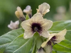 Bat bat bitkisi haqqinda melumat batbat haqqında məlumat