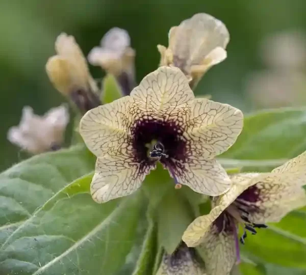 Bat bat bitkisi haqqinda melumat batbat haqqında məlumat