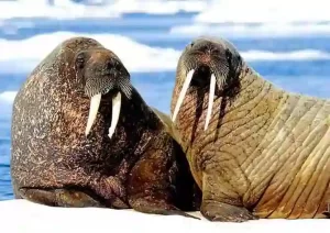 Morj haqqında məlumat