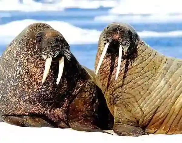 Morj haqqında məlumat