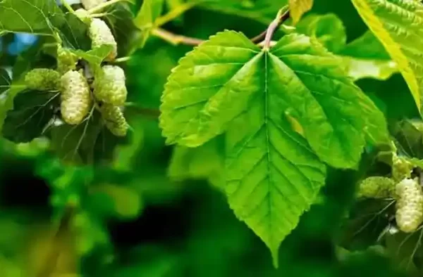 Tut yarpağının faydaları,tut yarpagi haqqinda melumat,tut yarpağının faydaları