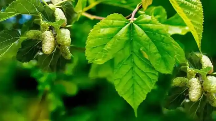 Tut yarpağının faydaları,tut yarpagi haqqinda melumat,tut yarpağının faydaları