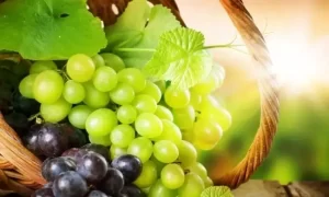 Üzümün Faydaları nədir üzümün faydası haqqında məlumat uzumun faydalari
